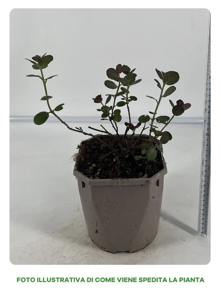 CAPPERO IN VASO 16CM