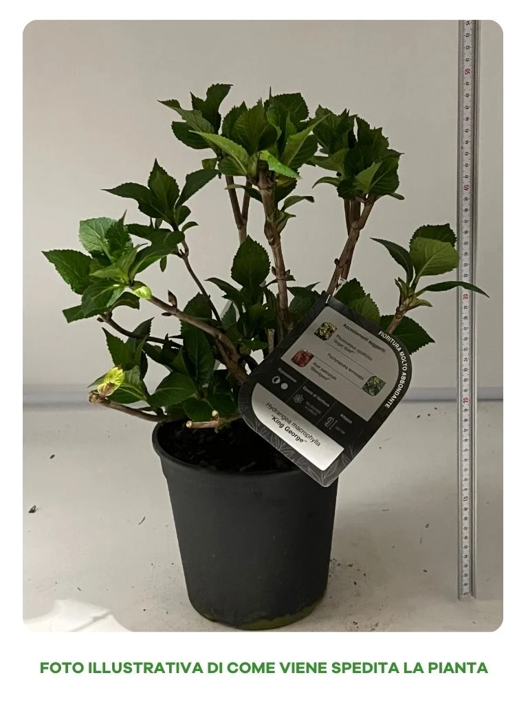 HYDRANGEA MACROPHYLLA KING GEORGE IN VASO 18CM