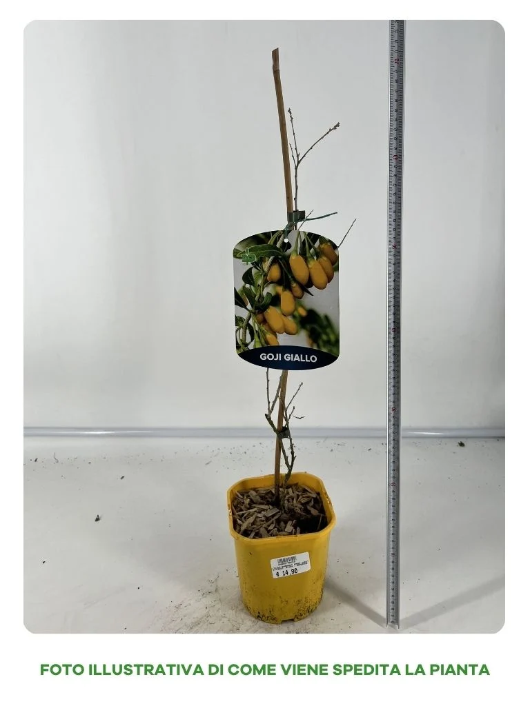 GOJI GIALLO AMBER SWEET IN VASO 15CM