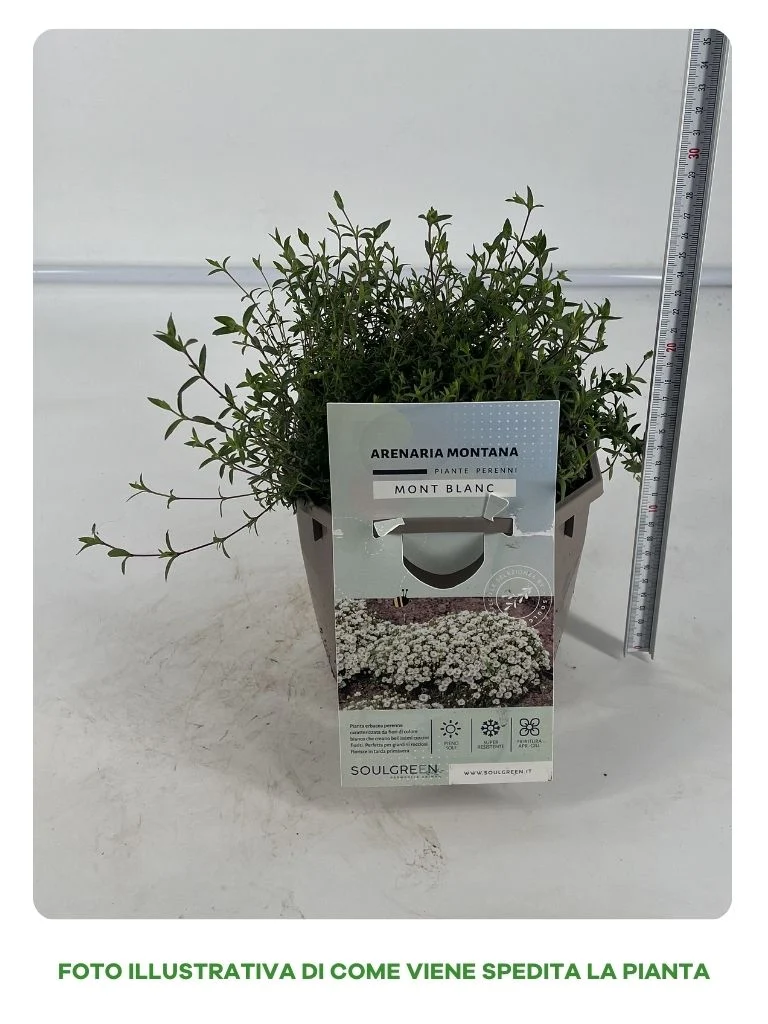 ARENARIA MONTANA IN VASO 17CM