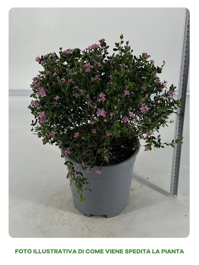 BORONIA CRENULATA IN VASO 17CM