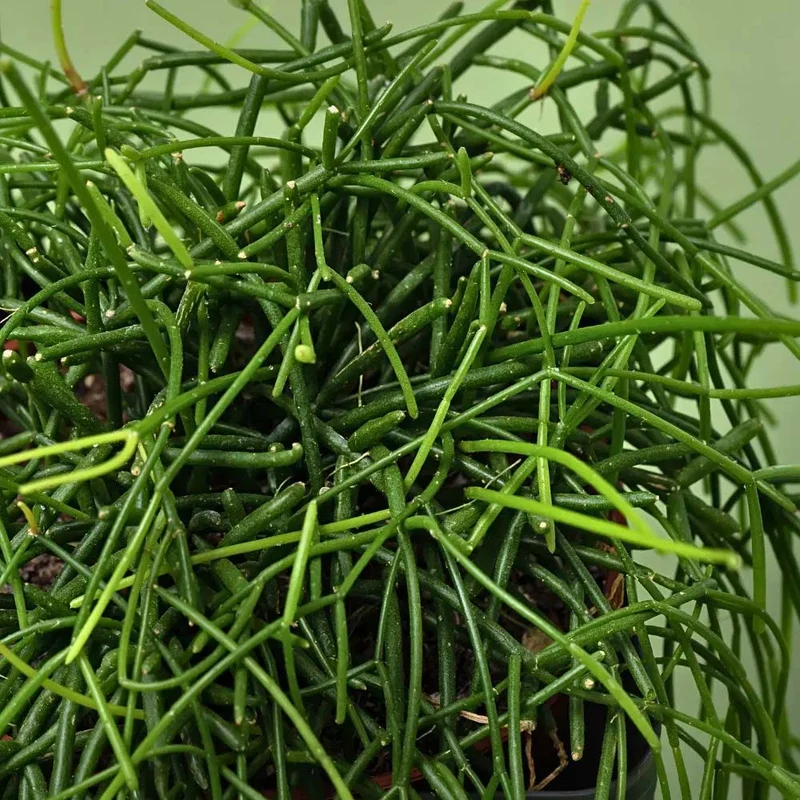 RYPSALIS BACCIFERA IN BASKET 13CM