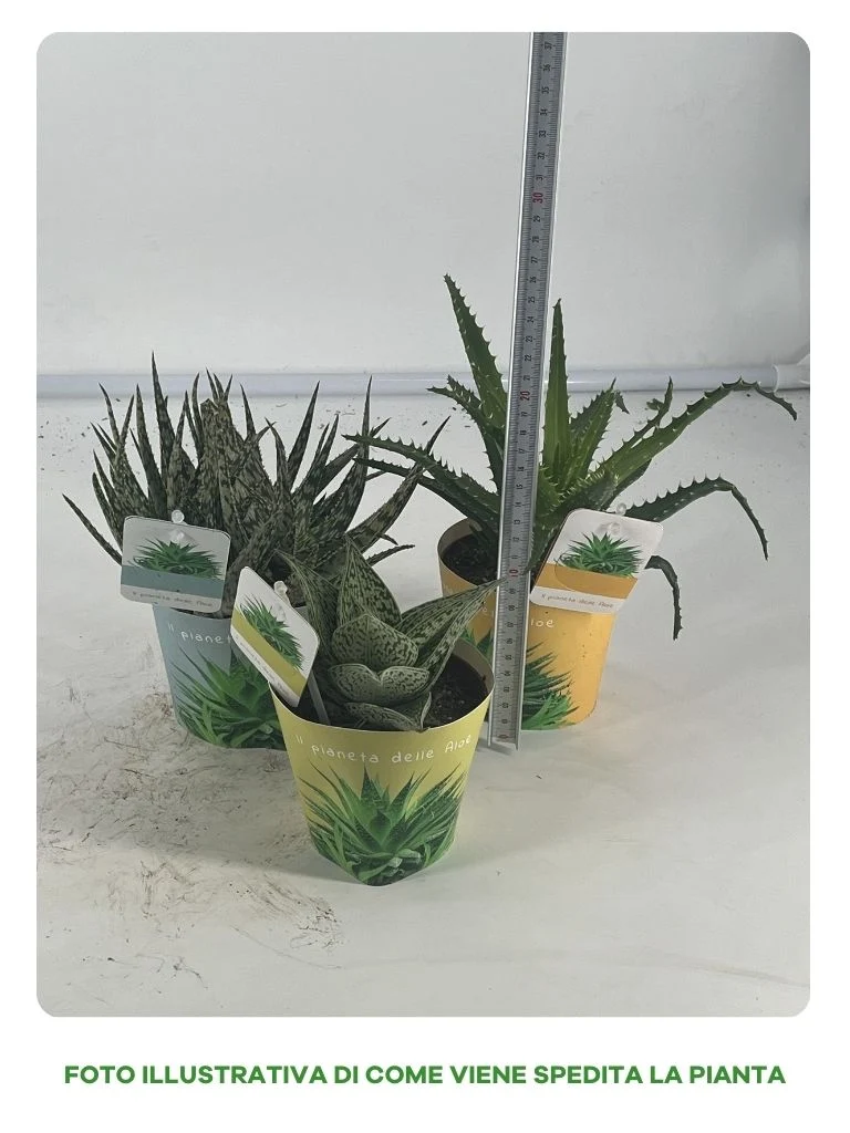ALOE MIX IN VASO 10CM VARIETA' ASSORTITE