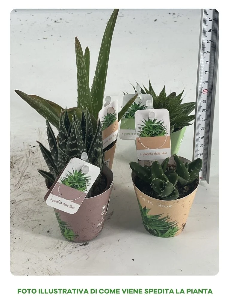 ALOE MIX IN VASO 5CM VARIETA' ASSORTITE