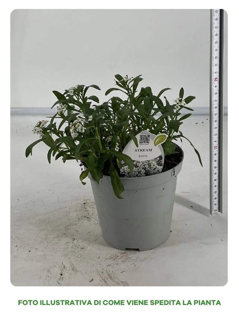 LOBULARIA VASO 14CM