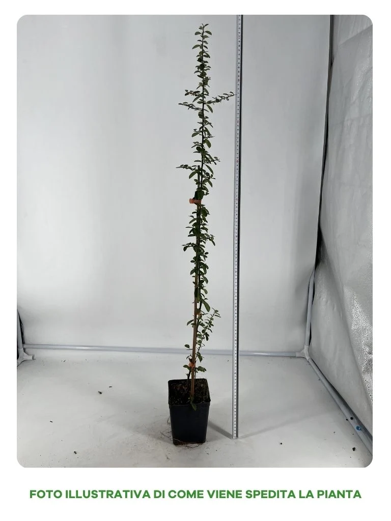 PYRACANTHA ARANCIONE VASO 12CM
