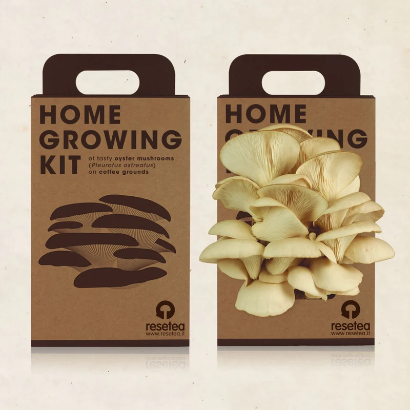 HOME GROWING KIT FUNGO DI OSTRICA