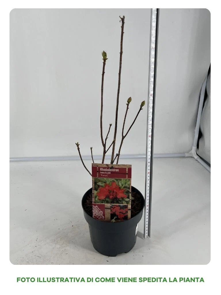 AZALEA KNAPHILL FANAL VASO 16CM ROSSA