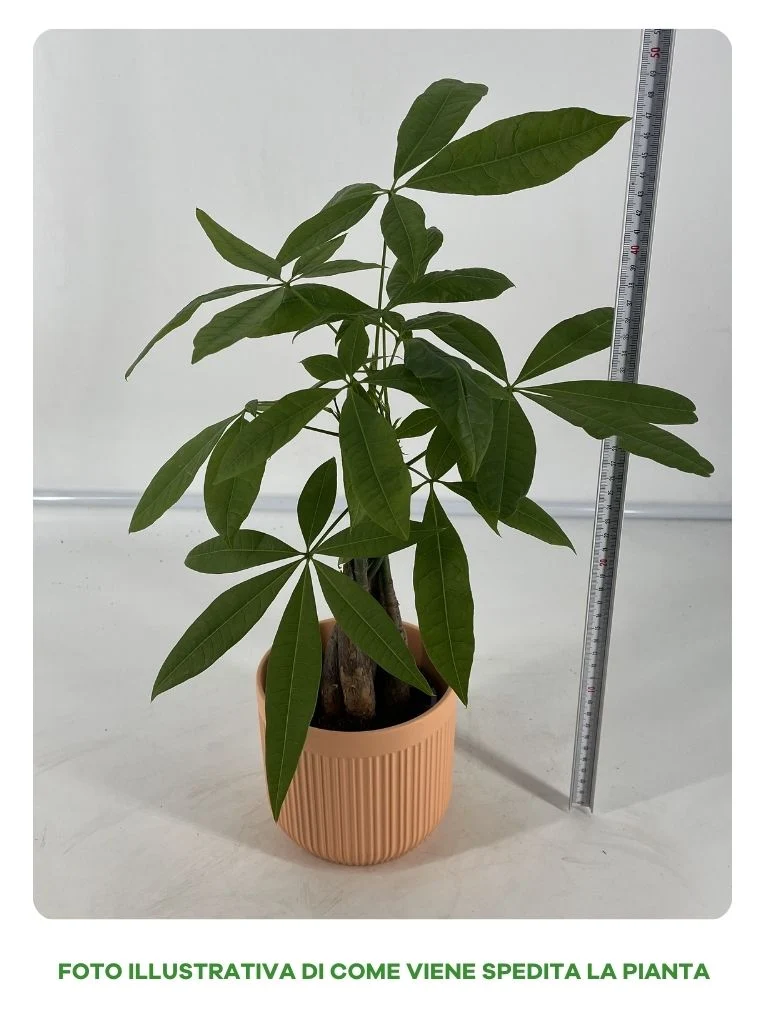 PACYIRA CON COPRI VASO IN CERAMICA 12CM COLORI ASSORTITI BIANCO, GIALLO, SALMONE