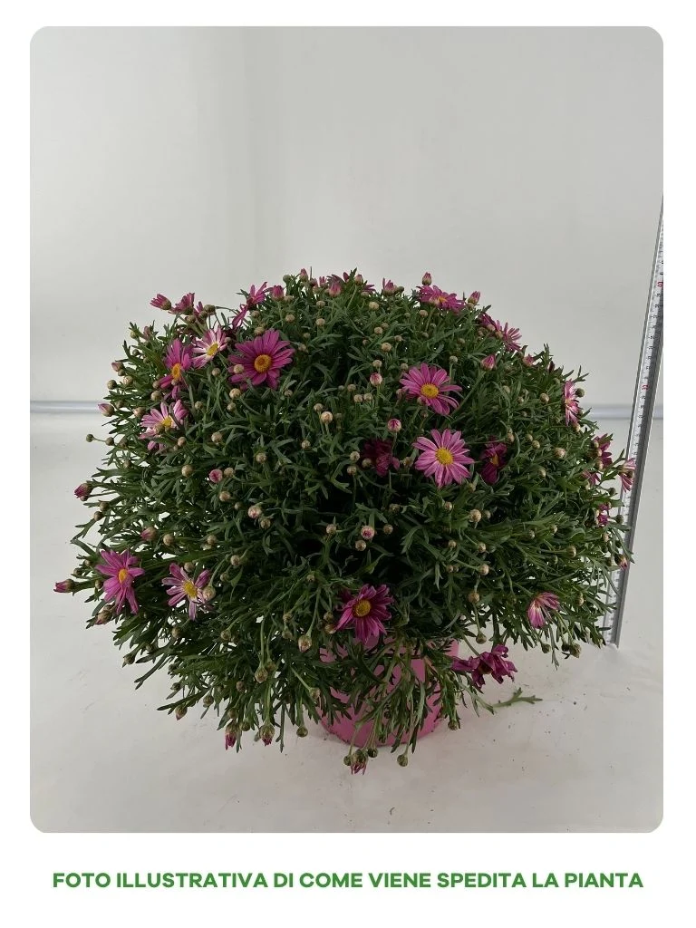 MARGHERITA ROSA VASO 19CM