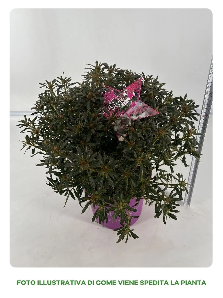 AZALEA STARSTYLE VIOLA VASO 19CM