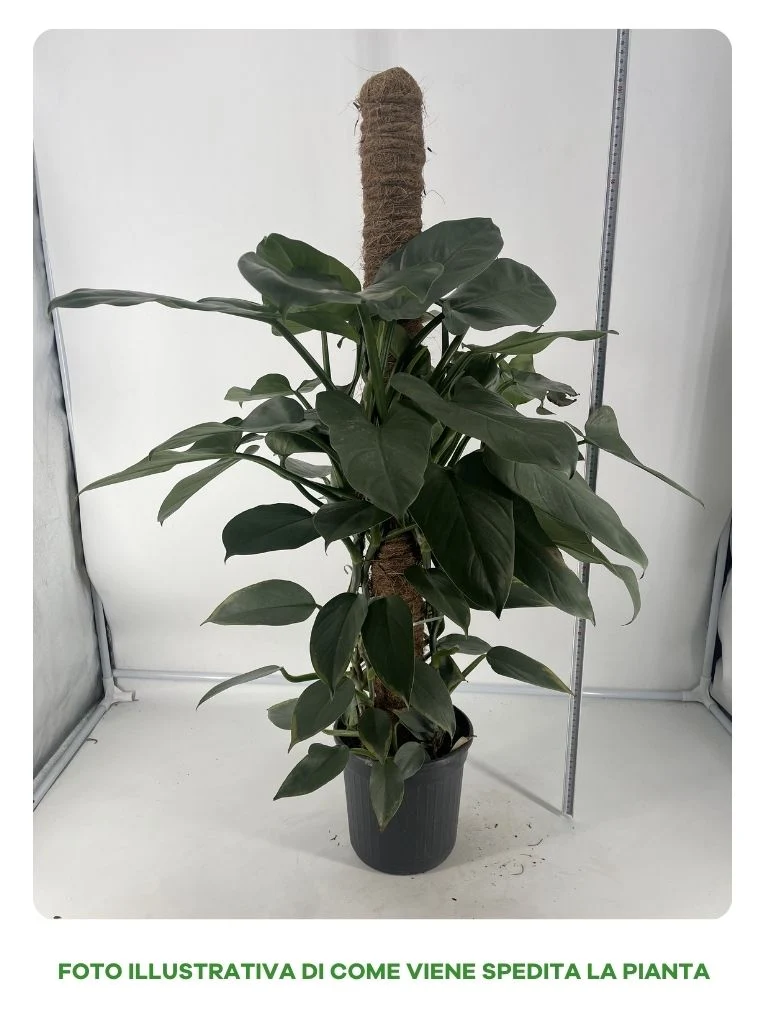 PHILODENDRON GREY VASO 19CM