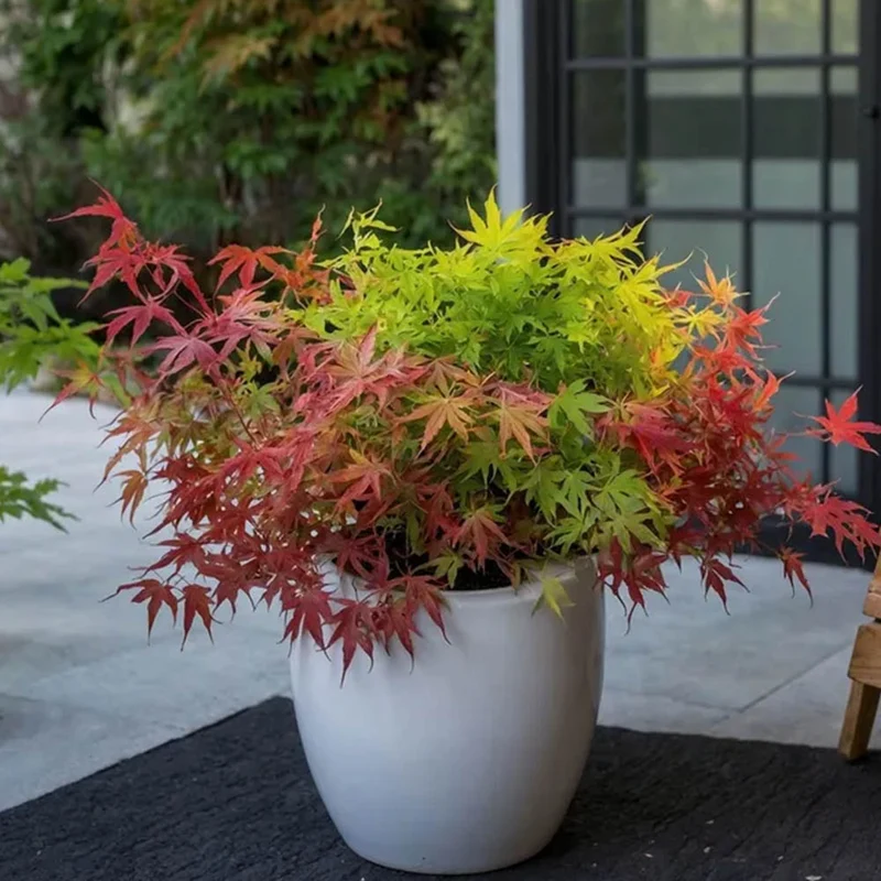 ACERO PALMATUM FESTIVAL TRE COLORI VASO 19CM