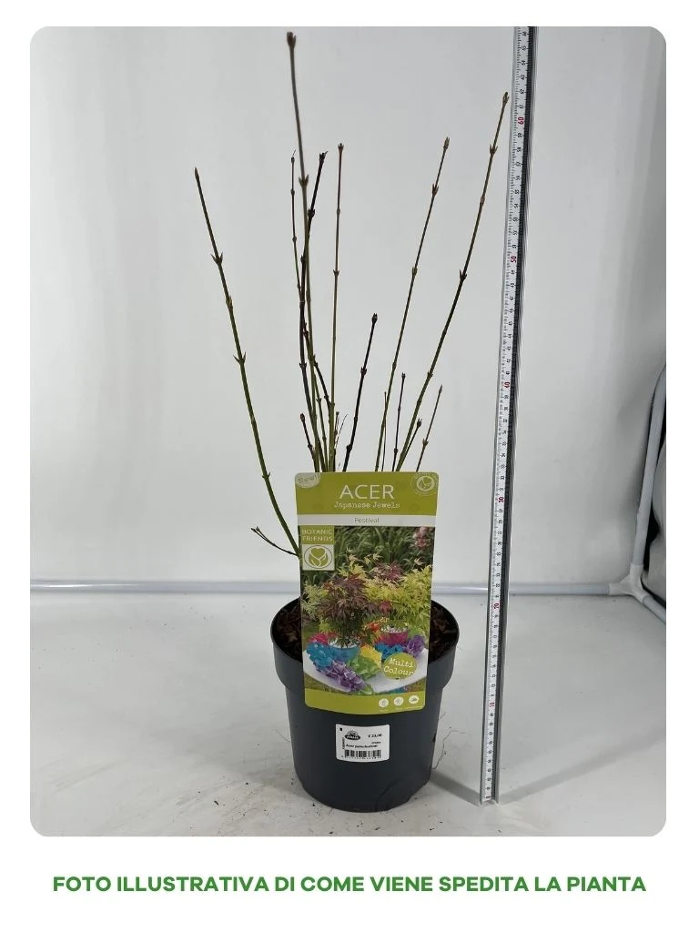 ACERO PALMATUM FESTIVAL TRE COLORI VASO 19CM