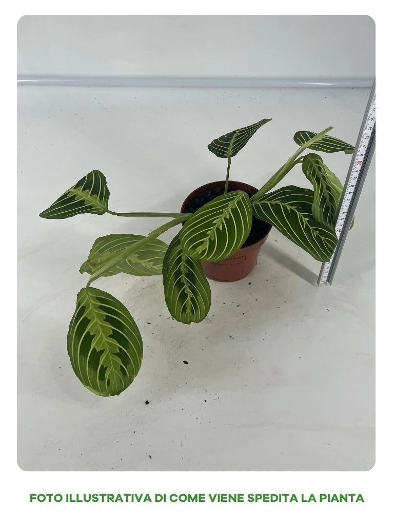 MARANTHA LEUCONEURA IN VASO 12CM