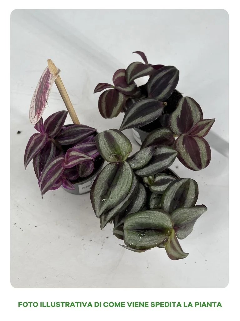 TRADESCANTIA MIGNON IN VARIETA' ASSORTITA IN VASO 6CM