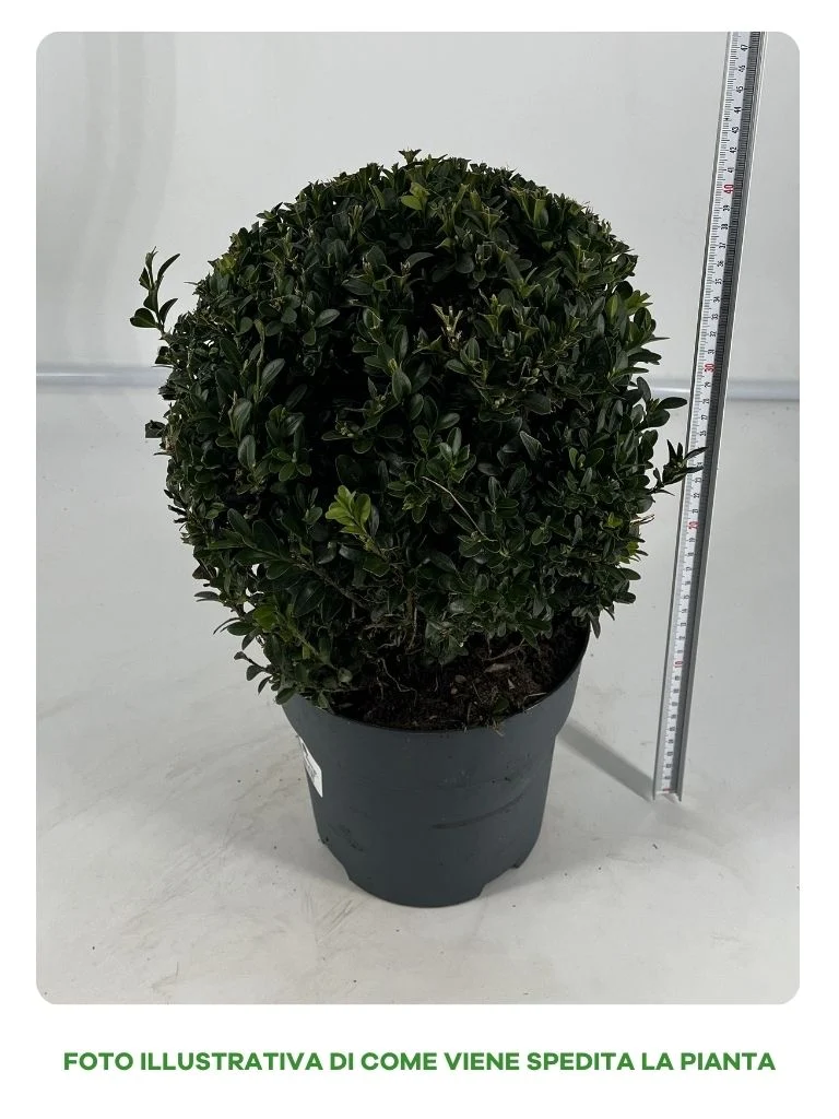 BUXUS BOSSO IN VASO 19CM