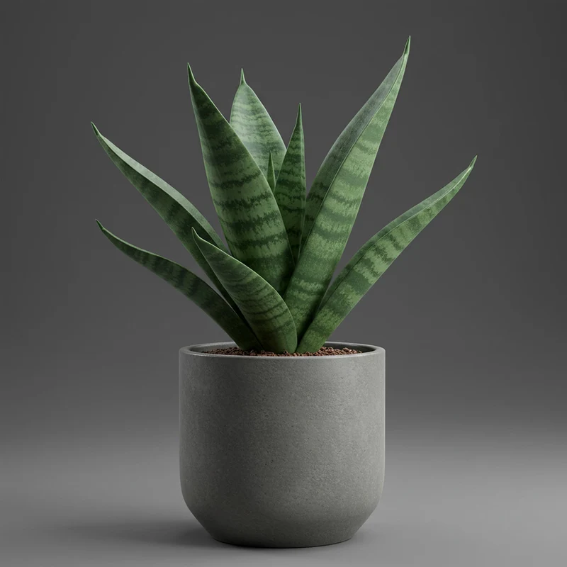 SANSEVIERIA CYLINDRICA BONCEL MIGNON IN VASO 6CM