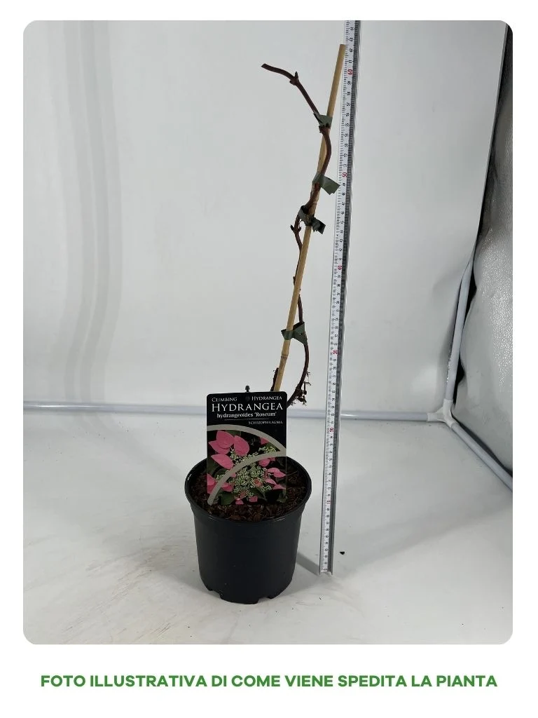 HIDRANGEA ORTENSIA SCHIZOPHRAGMA HYDRANGEOIDES IN VASO 17CM