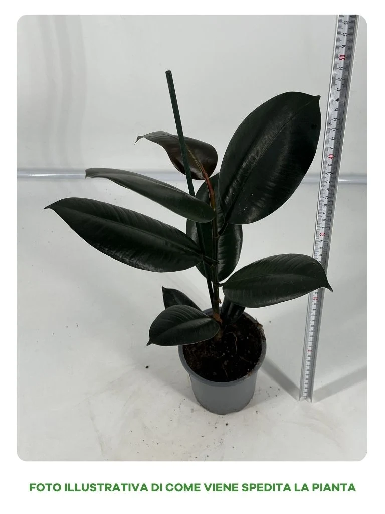 FICUS ELASTICA ABIDJAN VASO 13CM