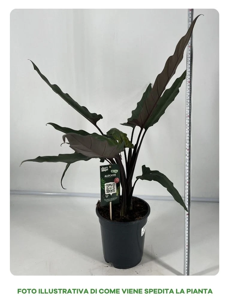 ALOCASIA LAUTERBRACHIANA VASO 19CM