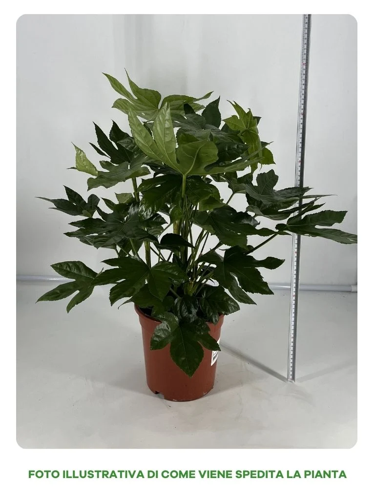 FATSIA JAPONICA IN VASO 21CM