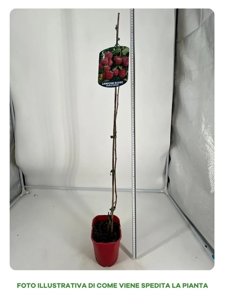 LAMPONE AMARANTA RIFIORENTE VASO 15CM