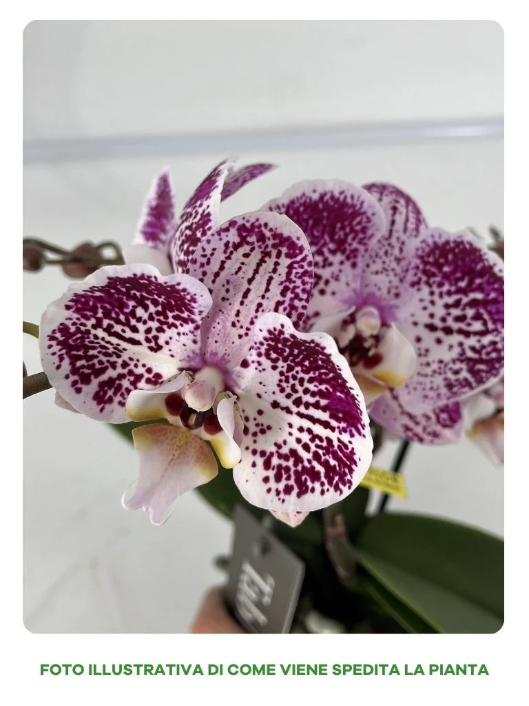 ORCHIDEA PHALAENOPSIS TABLO BELLINI VASO 12CM