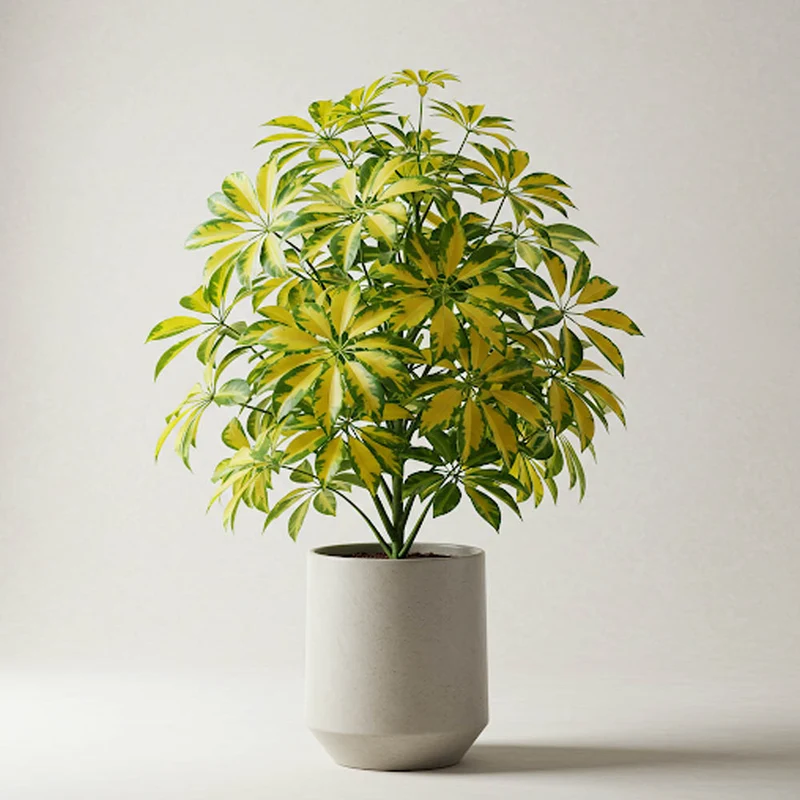 SCHEFLERA TRINETTE VASO 17CM