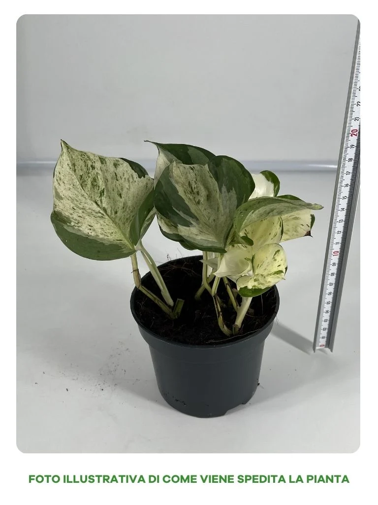 EPIPREMNUM HAPPY LEAF IN VASO 12CM