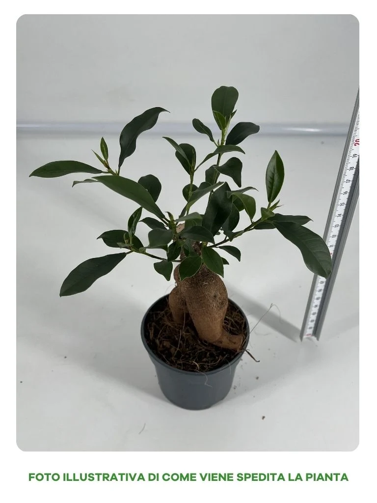 FICUS GINSENG BONSAI VASO 9CM