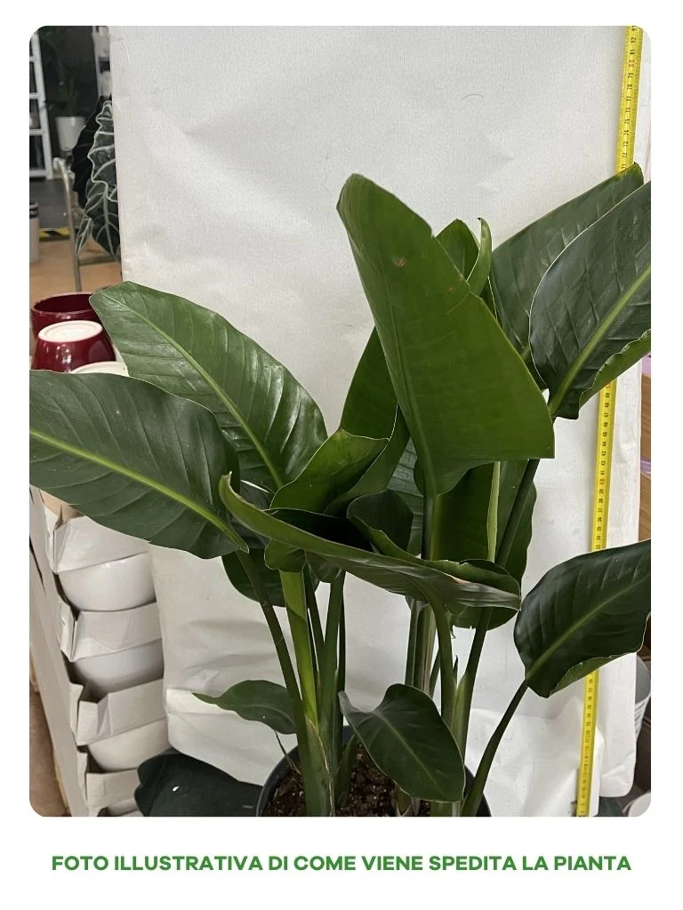 STRELITZIA NICOLAI O UCCELLO DEL PARADISO GIGANTE IN VASO 21CM