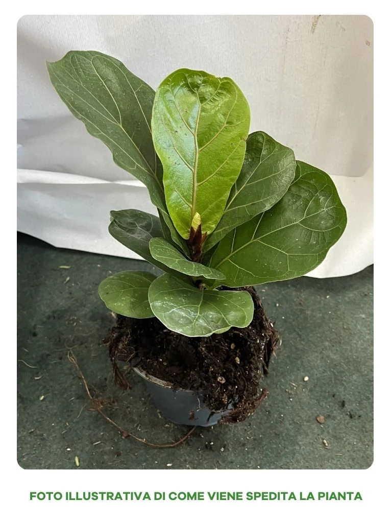 FICUS LYRATA VASO 12CM
