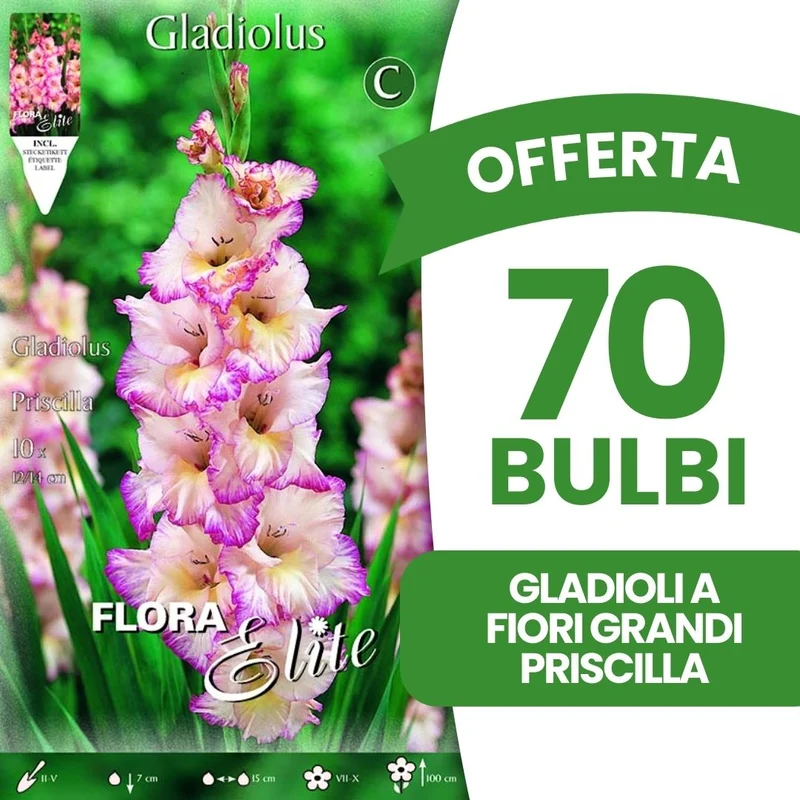 OFFERTA 70 BULBI GLADIOLI A FIORI GRANDI PRISCILLA