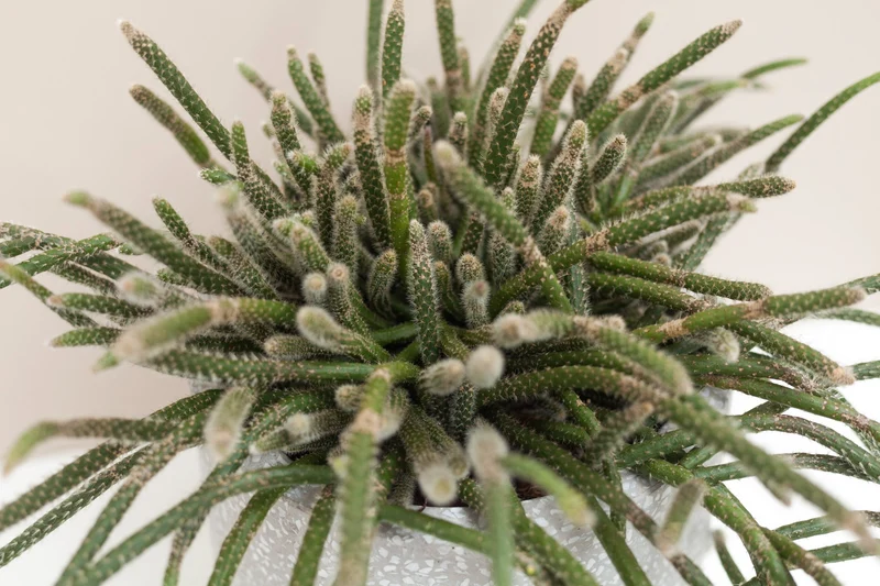 RHIPSALIS HORRIDA VASO 12CM