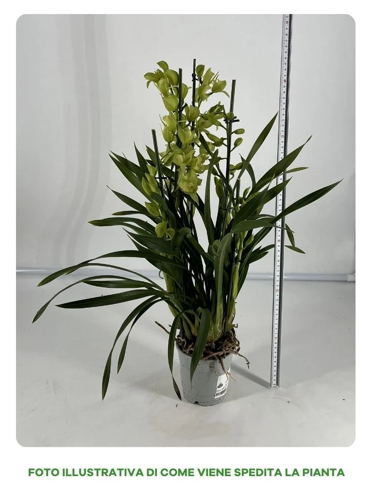 ORCHIDEA TROPICALE CYMBIDIUM, IN VASO 12 CM