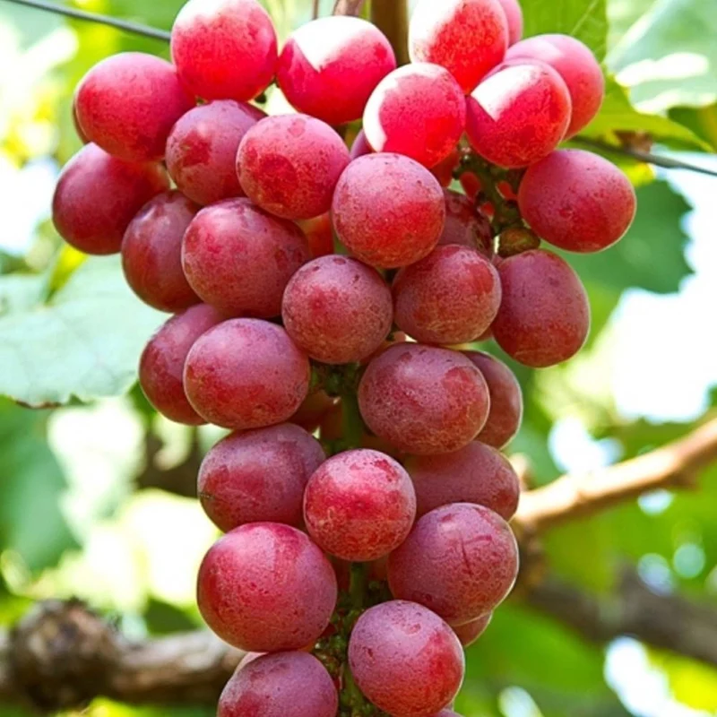 UVA APIRENA ROSSA IN VASO 15CM