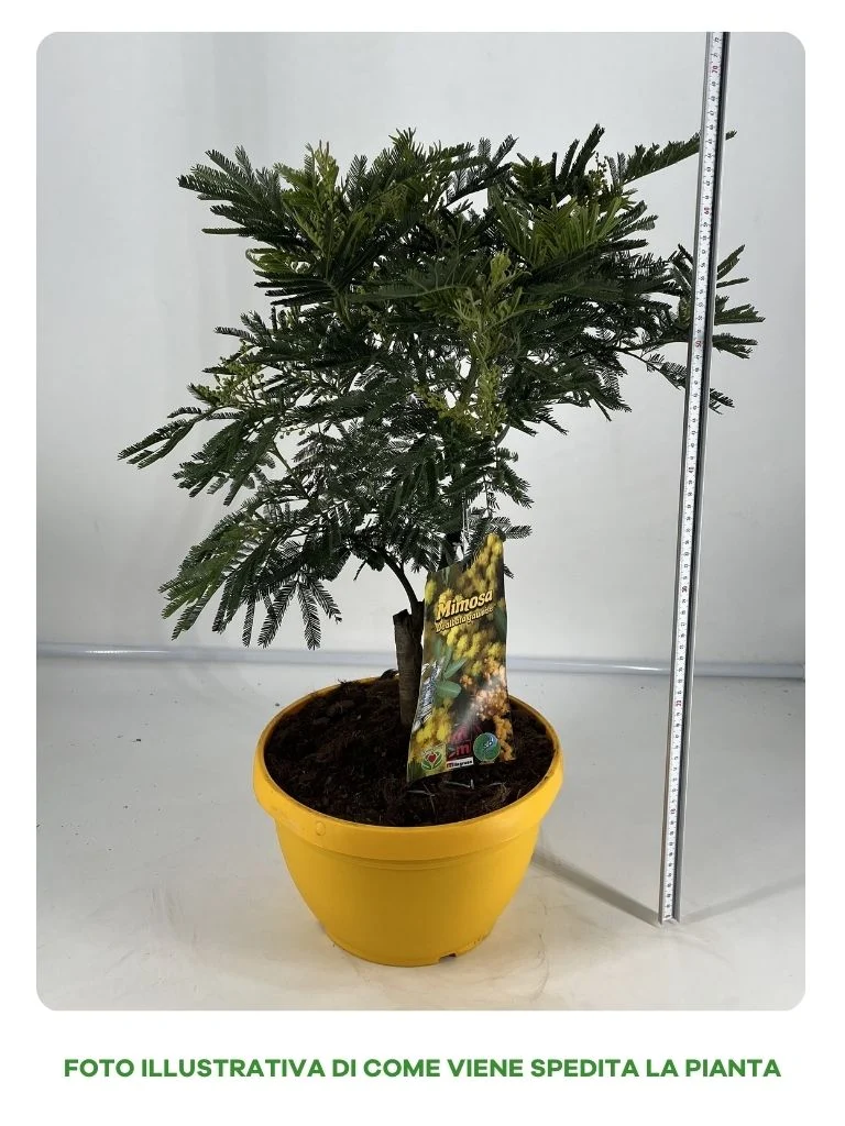 MIMOSA DEALBATA GAULOISE IN CIOTOLA 25CM
