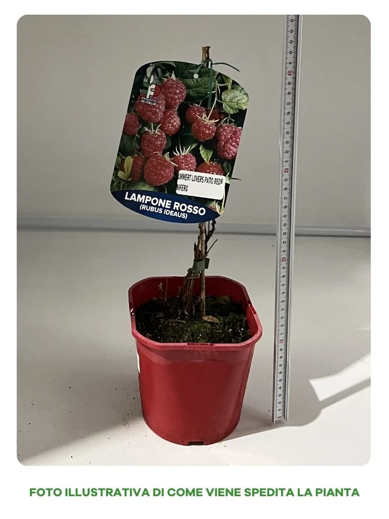 LAMPONE ROSSO SUMMER LOVERS VASO 15CM