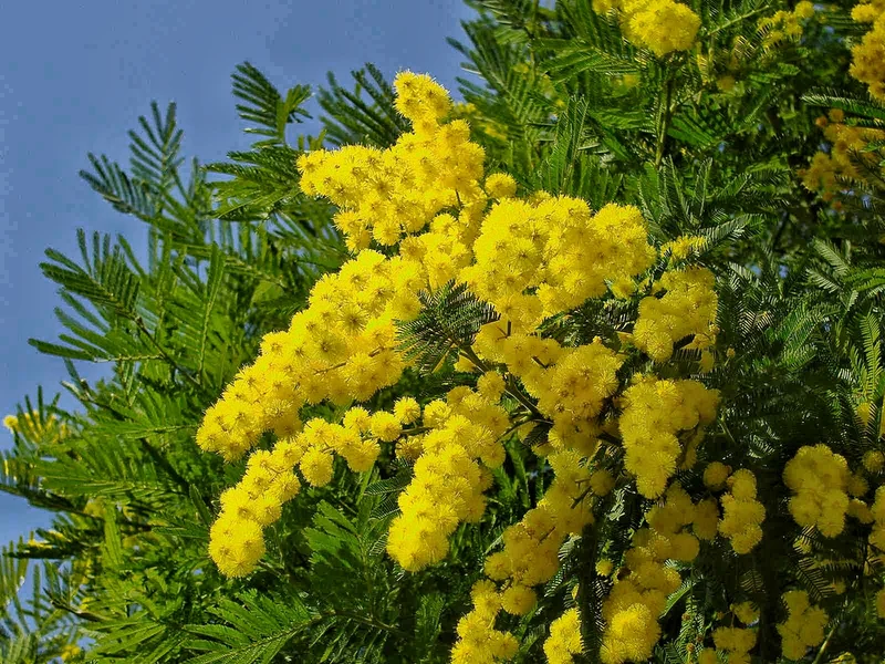 MIMOSA DEALBATA GAULOISE IN VASO 18CM