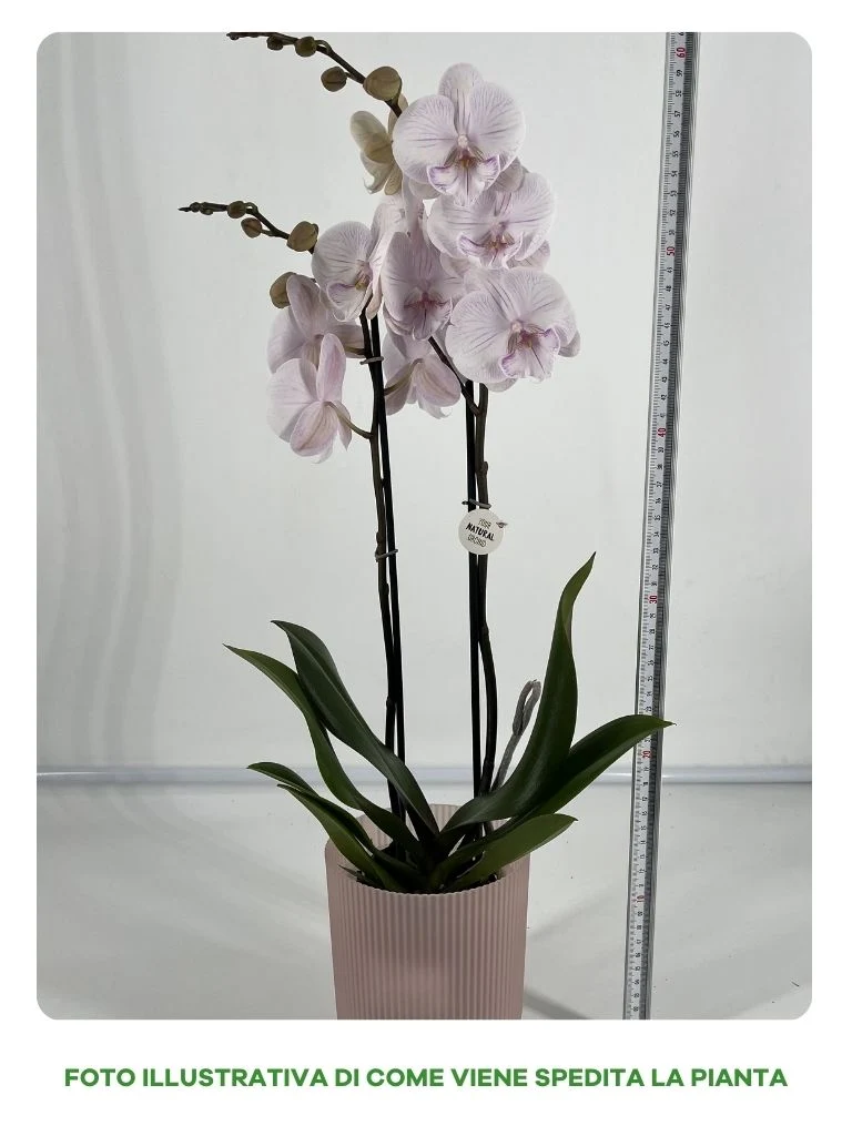 OFFERTA ORCHIDEA PHALAENOPSIS MANTA + VASO ELHO VIBES FOLD ORCHID 12CM