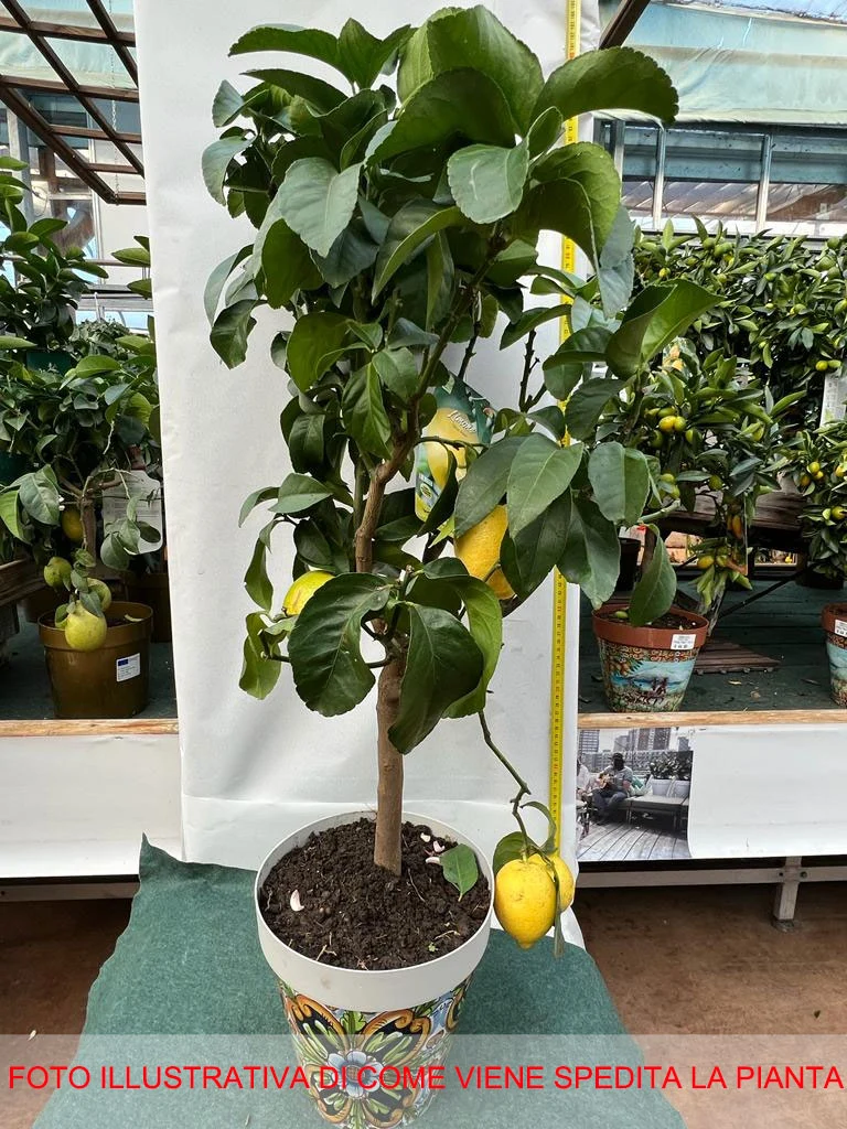 LIMONE CITRUS LIMON IN VASO DECORATO 22CM