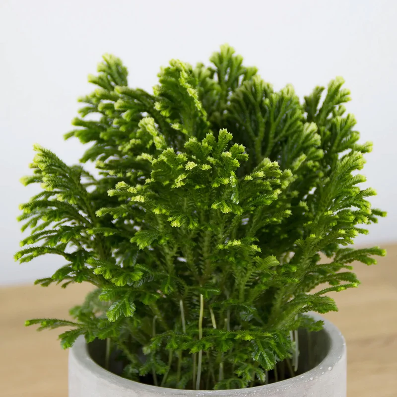 SELAGINELLA MARTENSII JORI IN VASO 12CM