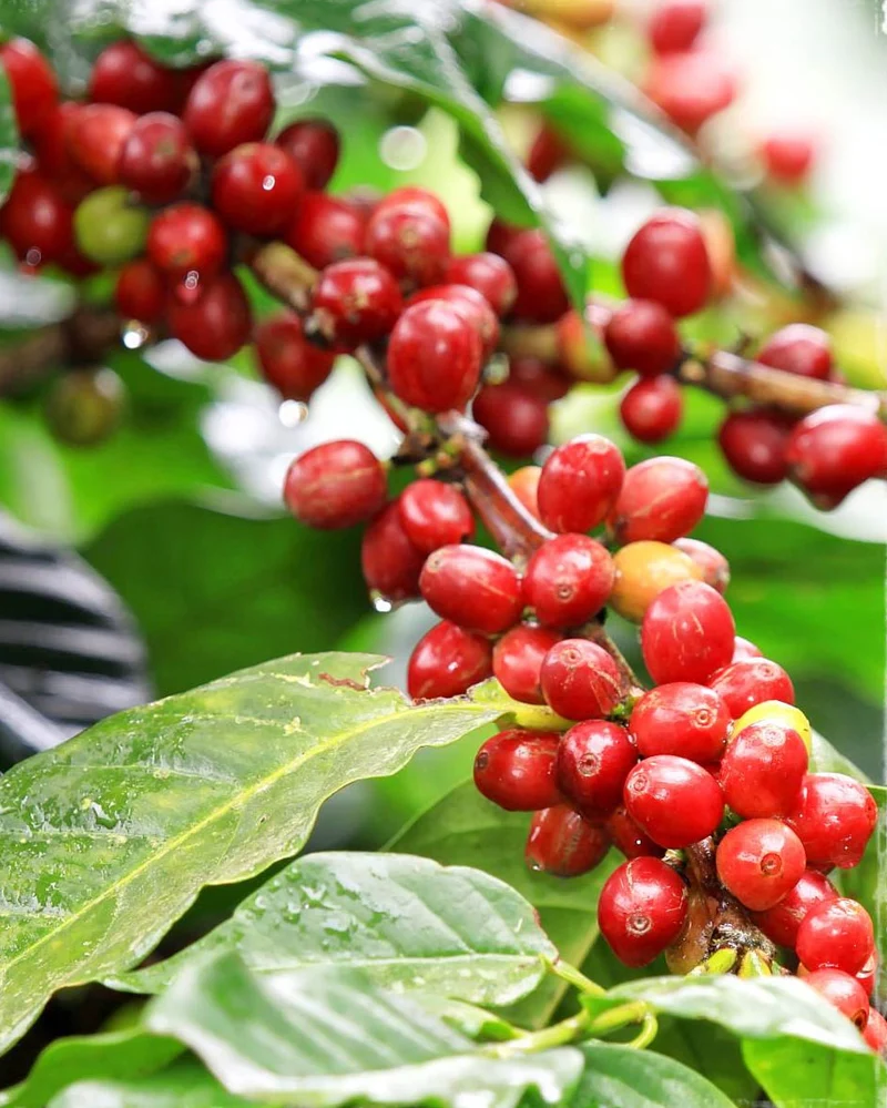 COFFEA ARABICA PIANTA DEL CAFFÈ IN TAZZA 6CM