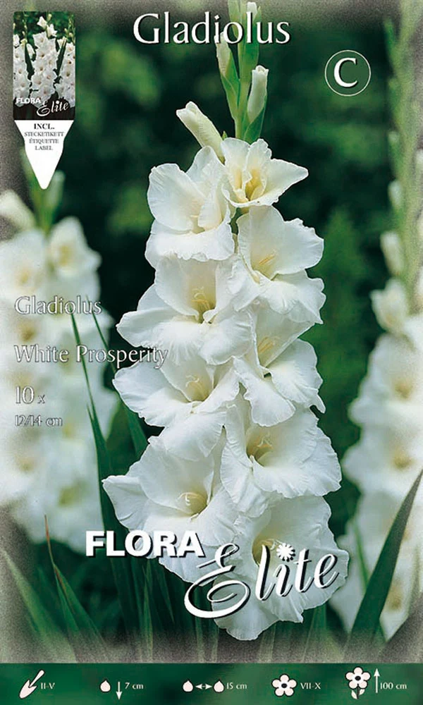 OFFERTA 70 BULBI GLADIOLI A FIORI GRANDI WHITE PROSPERITY