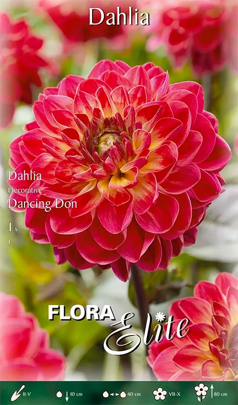OFFERTA 3 BULBI DAHLIA DECORATIVE DANCING DON