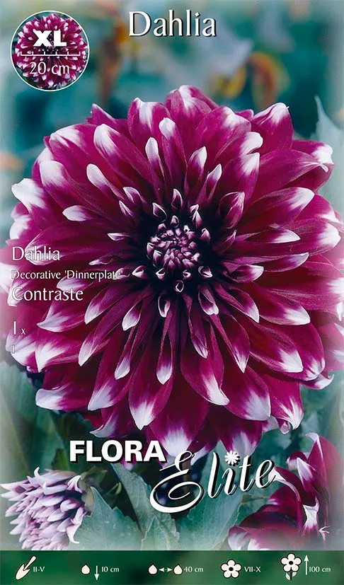 OFFERTA 3 BULBI DAHLIA DECORATIVE DINNERPLATE CONTRASTE XL