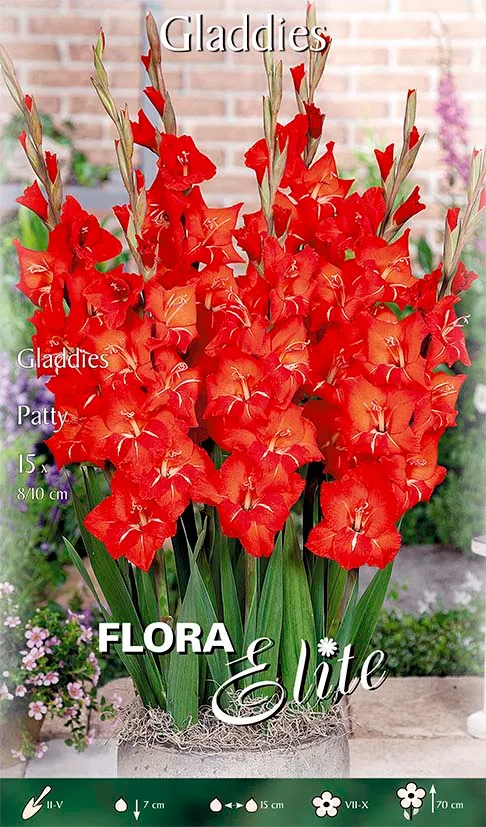 OFFERTA 75 BULBI GLADIOLI GLADDIES PATTY