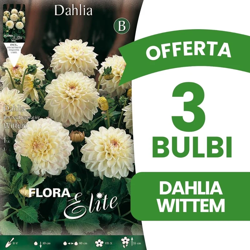 OFFERTA 3 BULBI DAHLIA DA BORDURA DECORATIVE WITTEM