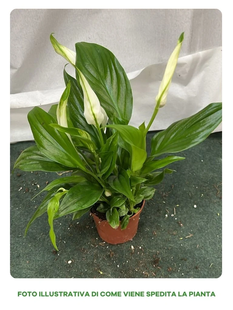 SPATHIPHYLLUM PEARL MIGNON VASO 6CM